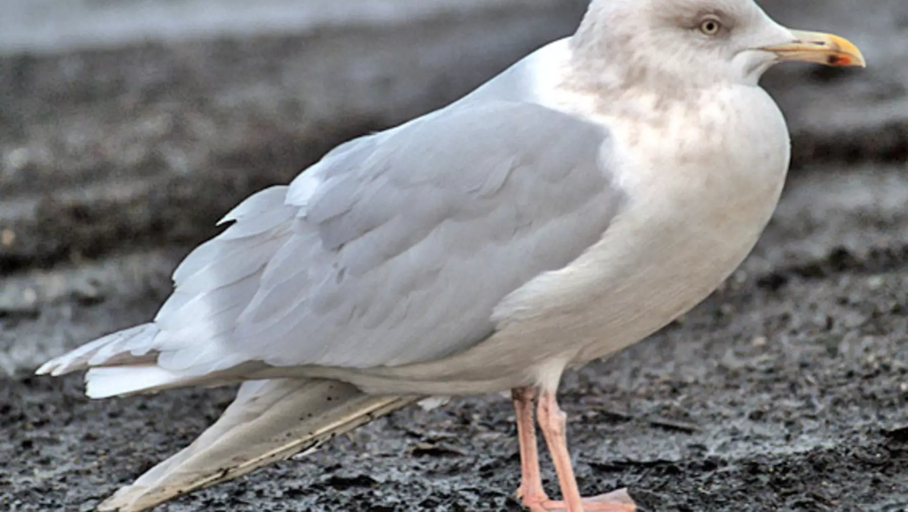 Larus glaucoides (DP)4.jpg