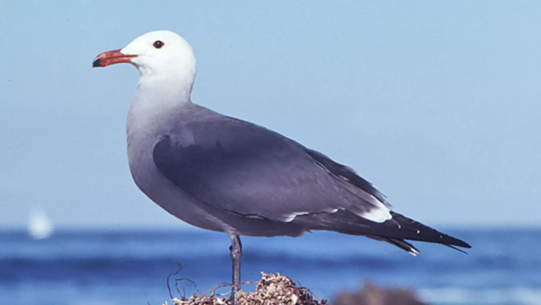 Larus heermanni (DP)4-2.jpg