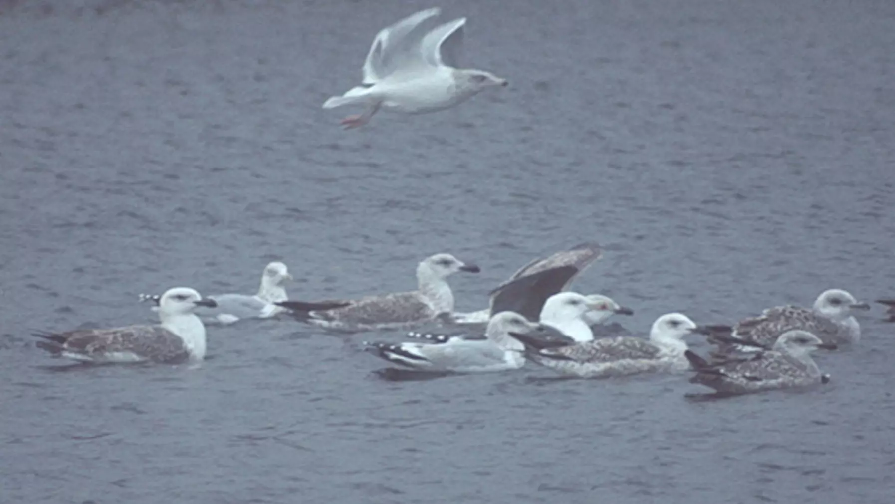 Larus marinus (DP)2.jpg