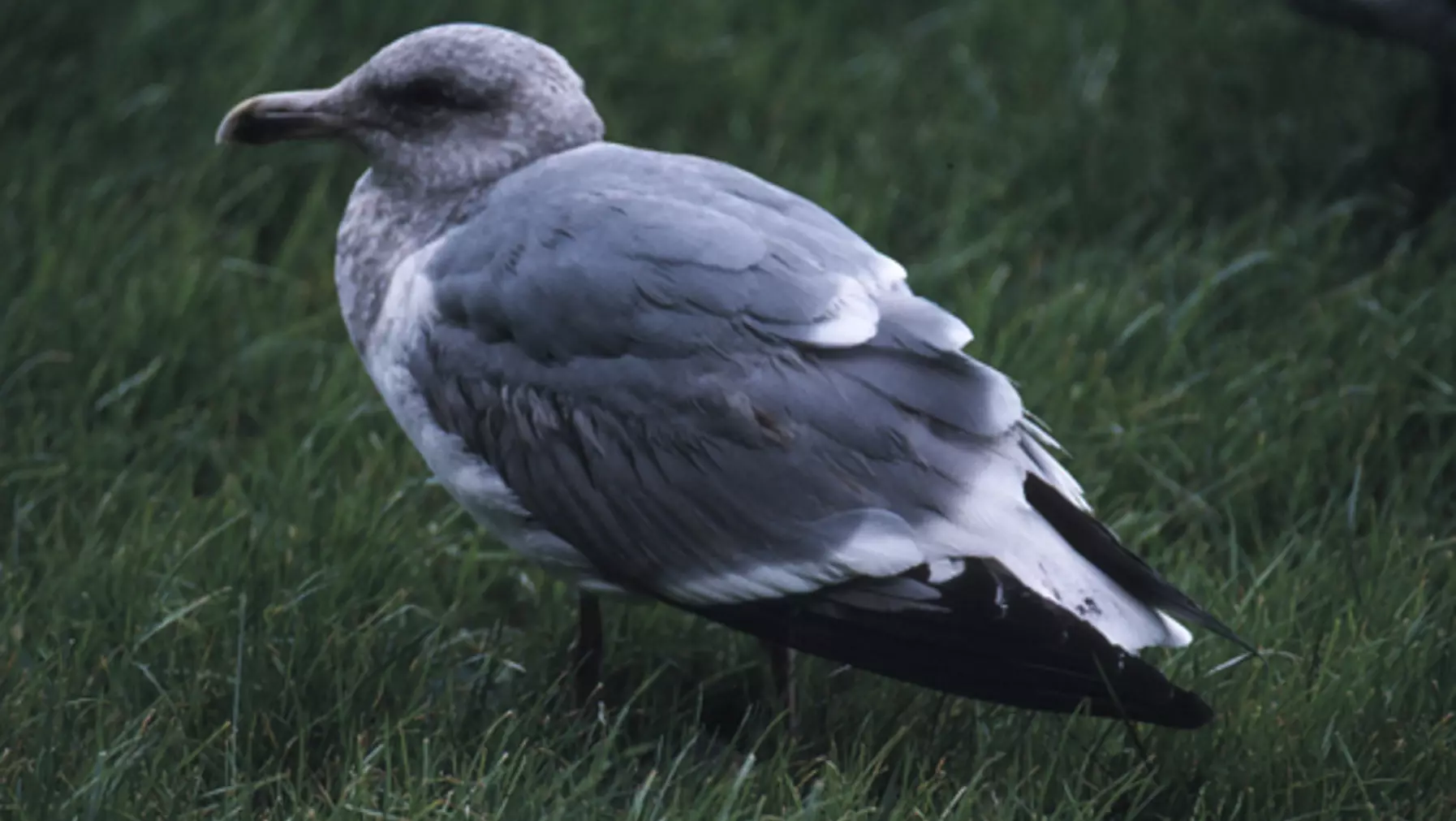 Larus occidentalis (DP)12.jpg