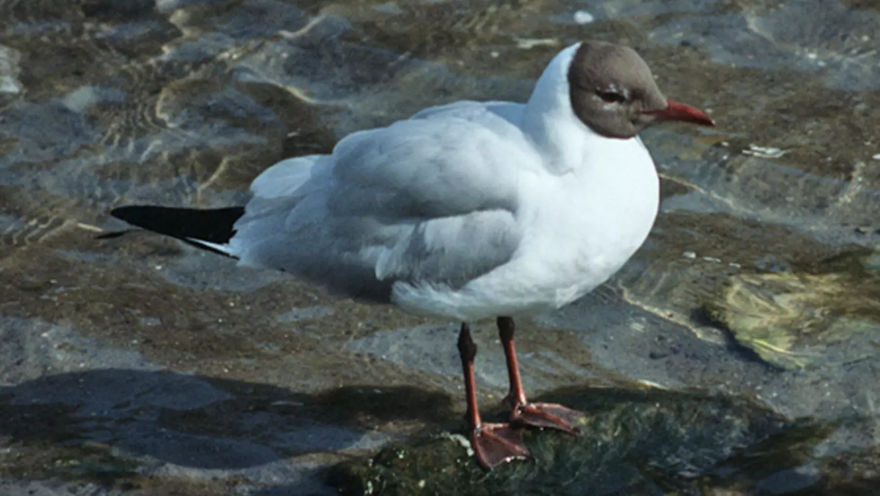 Larus ridibundus (DP)5.jpg