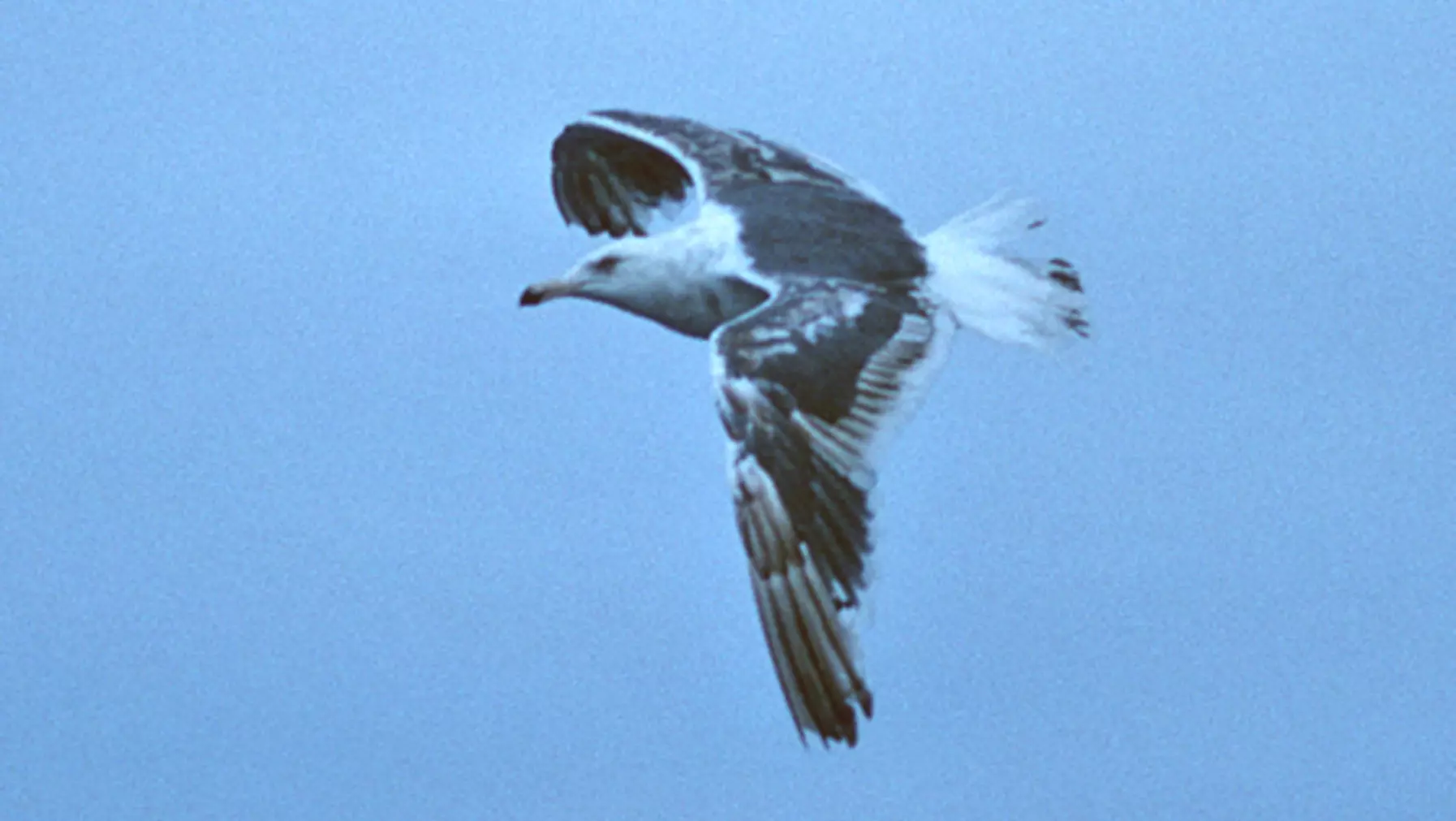 Larus schistisagus (DP)2.jpg