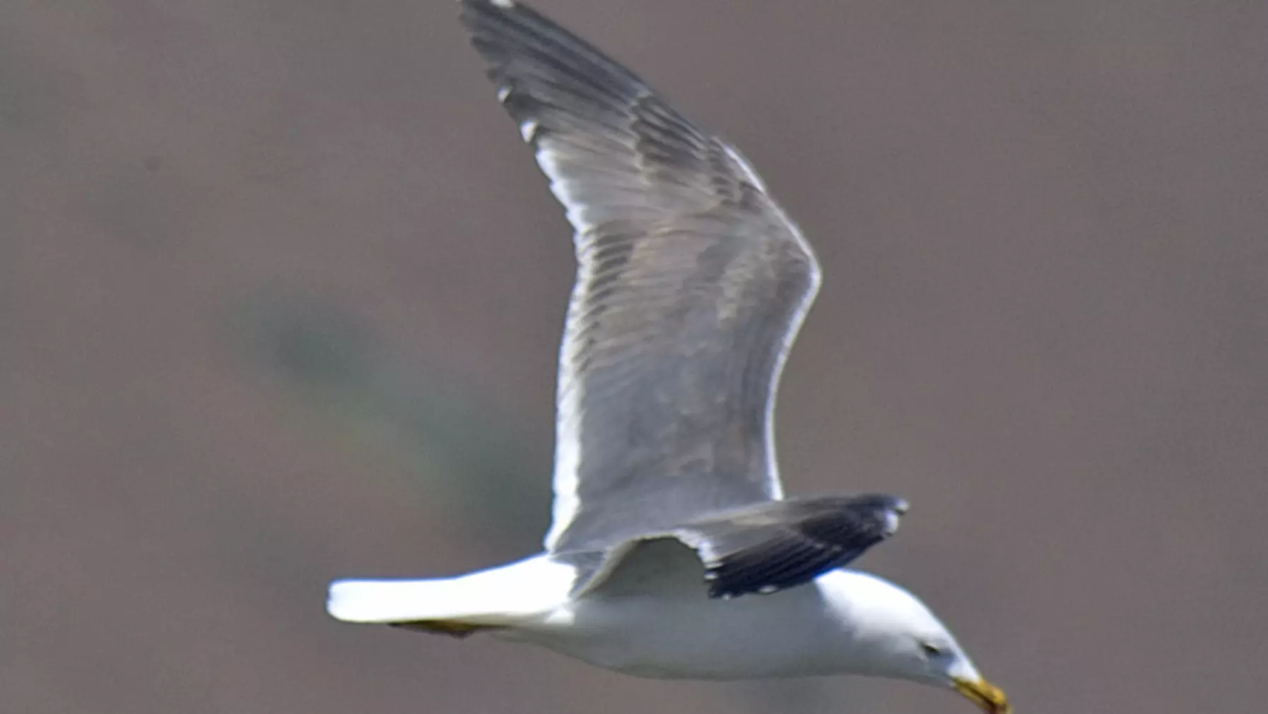 Lesser B-b Gull 25180.jpg