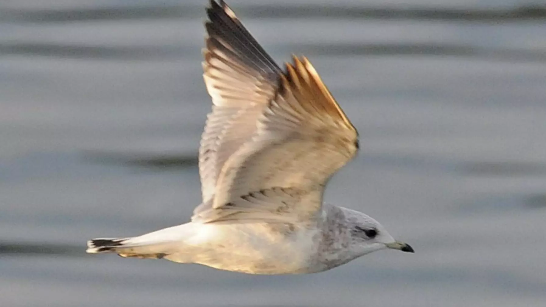 Mew Gull A1868.jpg