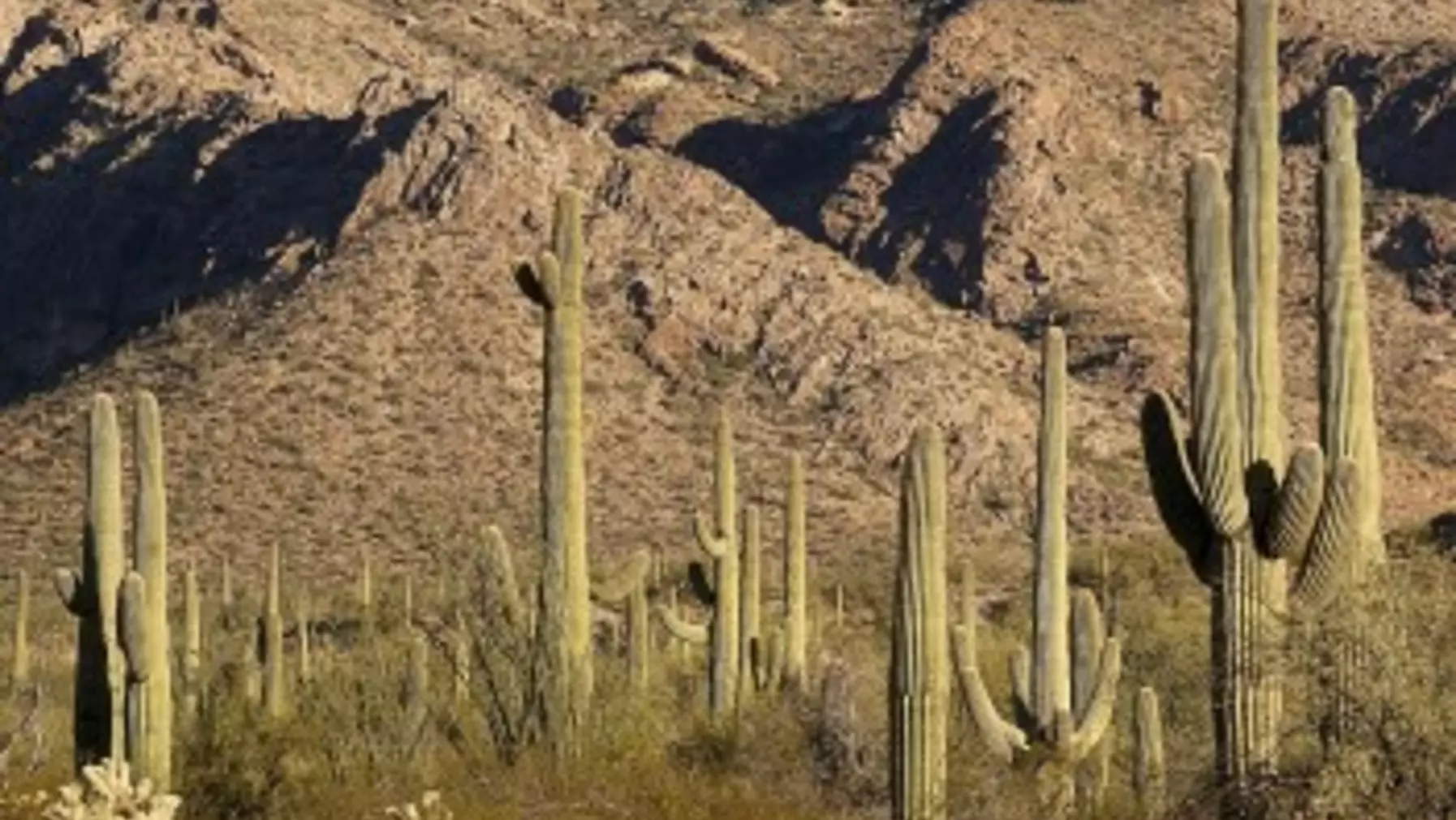 Organ Pipe Cactus NM 18454.jpg