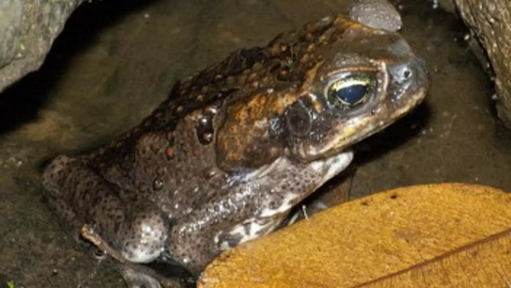 Rhinella marina 32678.jpg