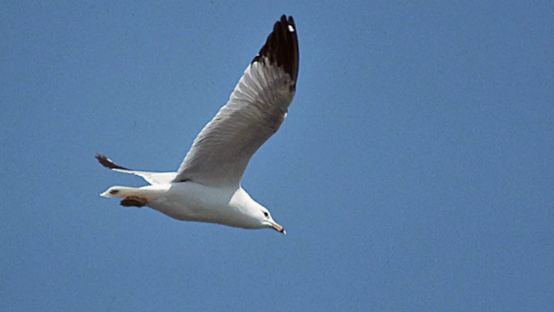 Ring-billed Gull (DP)3.jpg