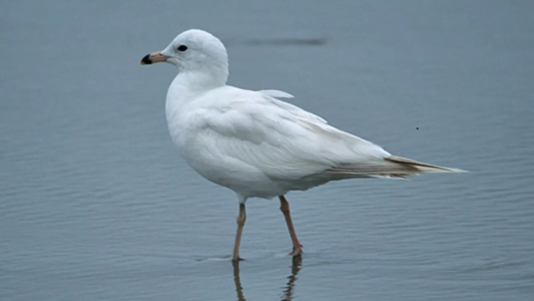 Ring-billed Gull (DP)5.jpg