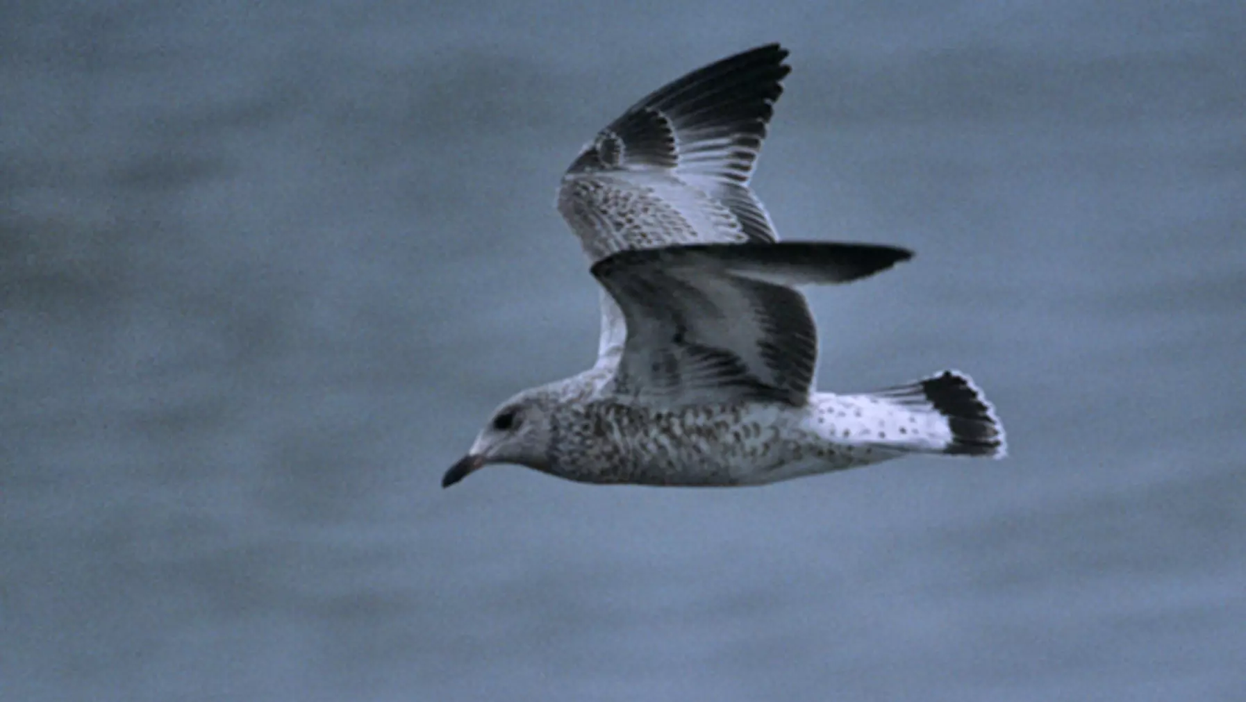 Ring-billed Gull (DP)6.jpg