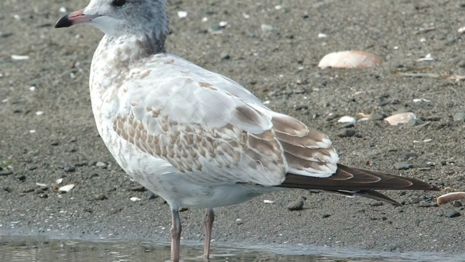 Ring-billed Gull 44819.jpg