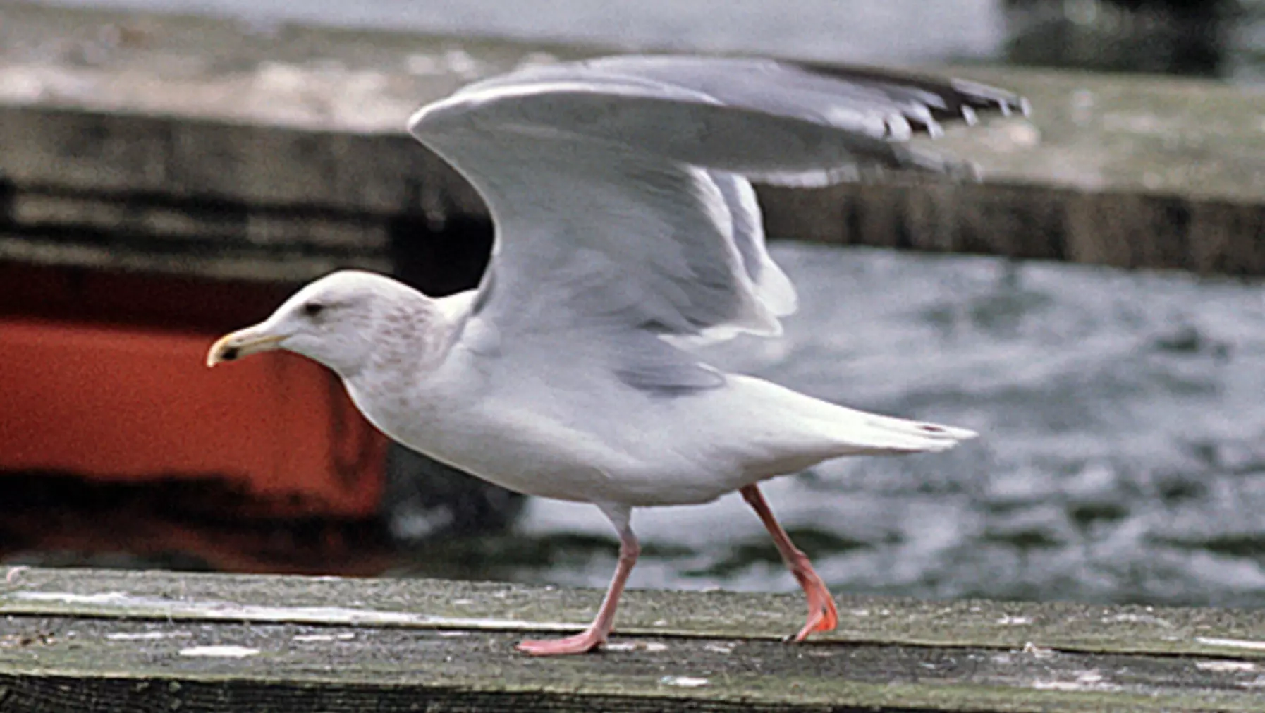 Thayer's Gull (DP)2.jpg