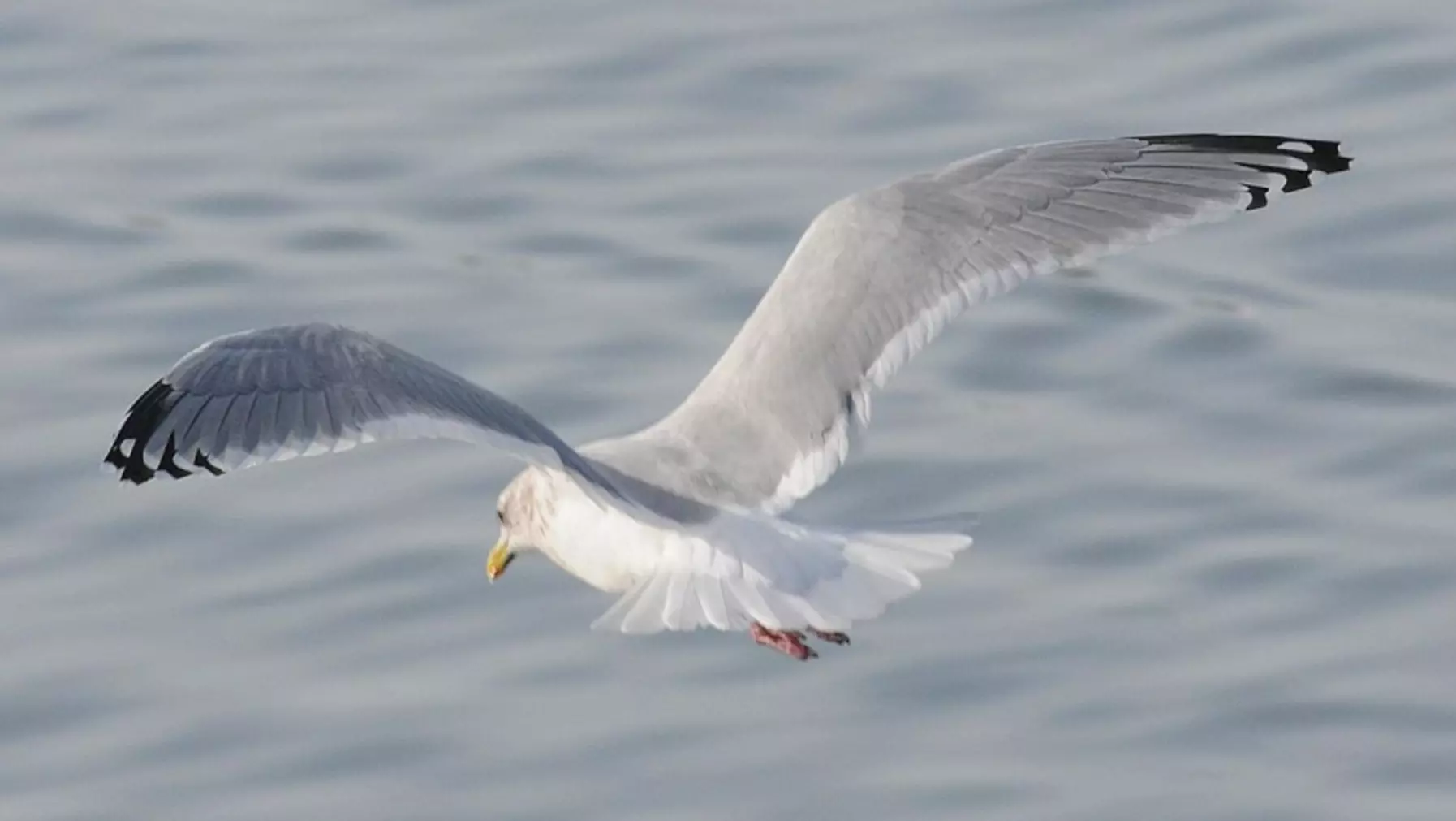 Thayer's Gull A15297.jpg