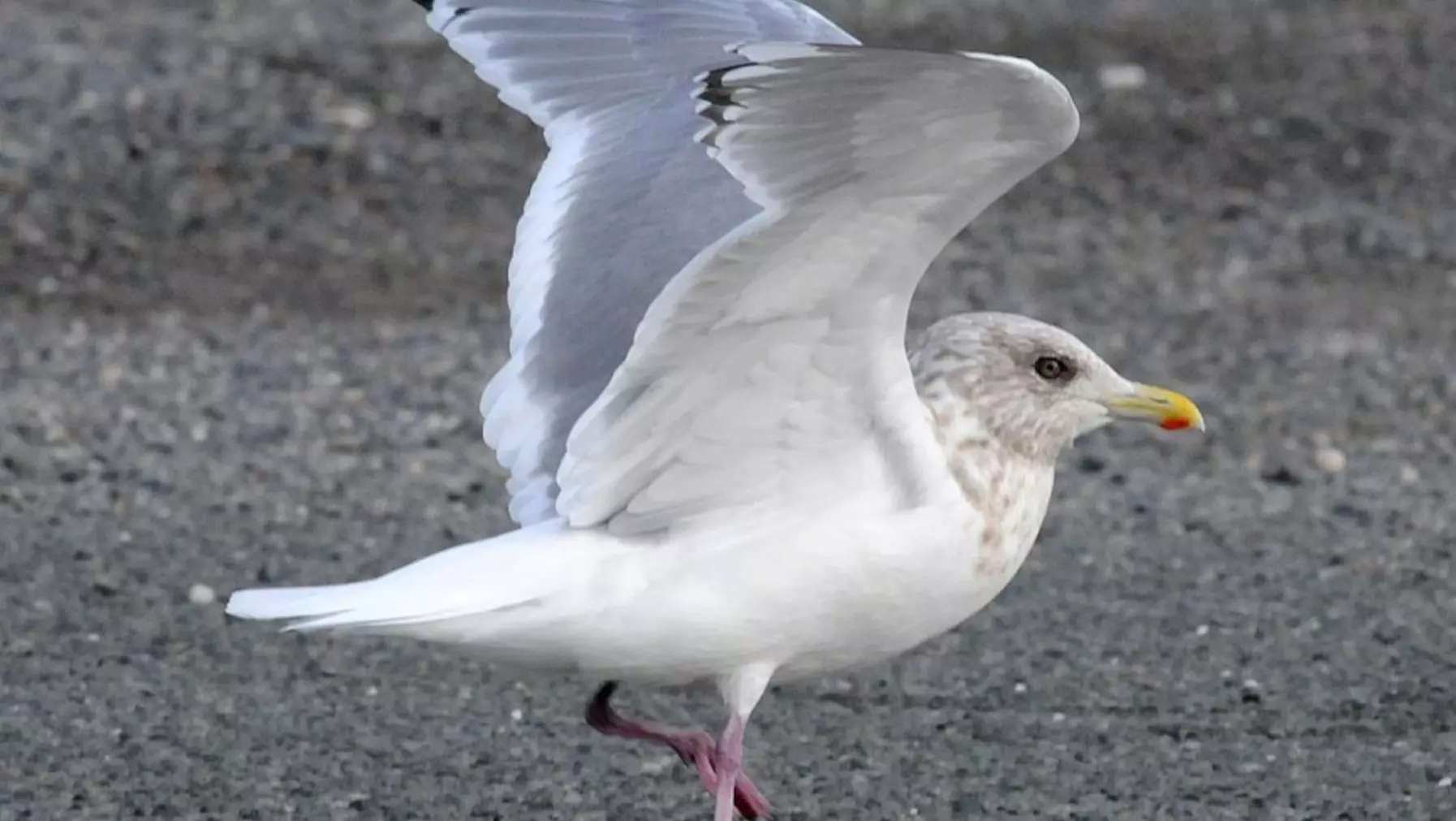 Thayer's Gull A19452.jpg