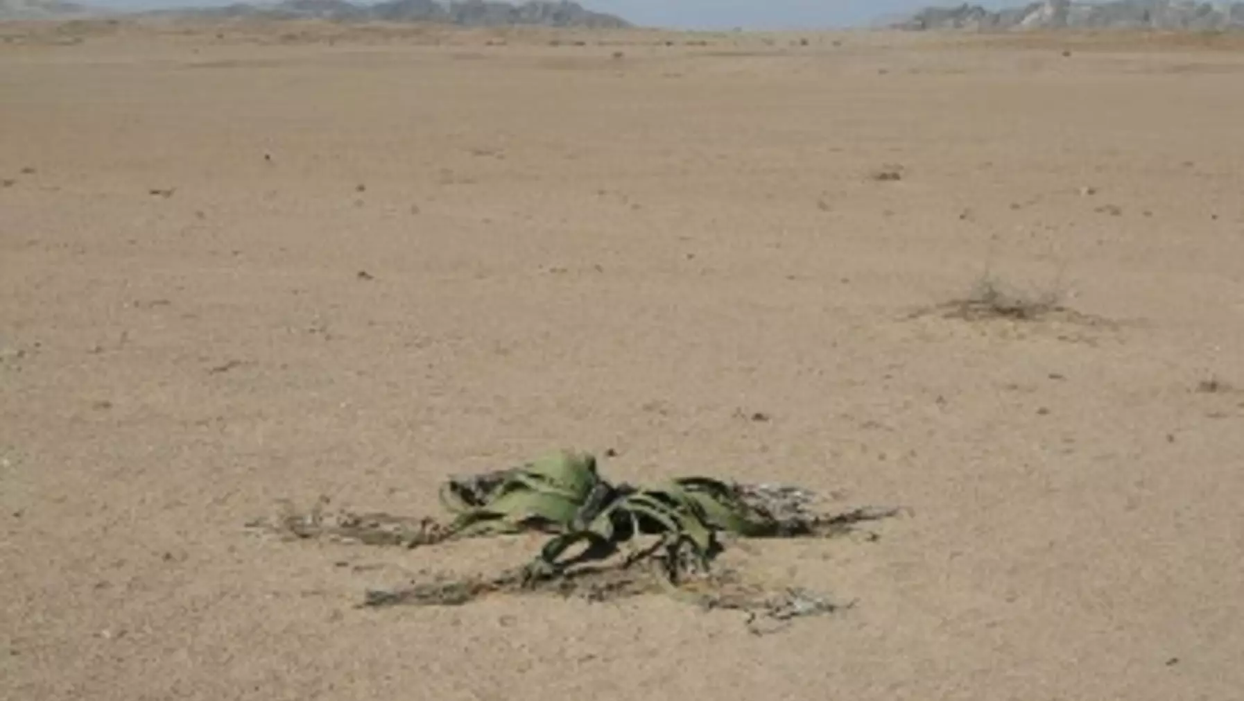 Welwitschia mirabilis P2438a.jpg