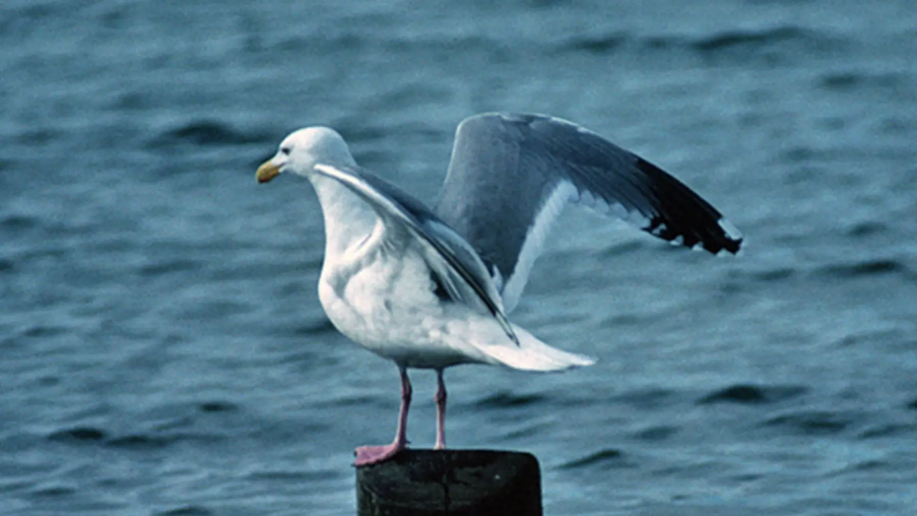 Western Gull (DP)1.jpg