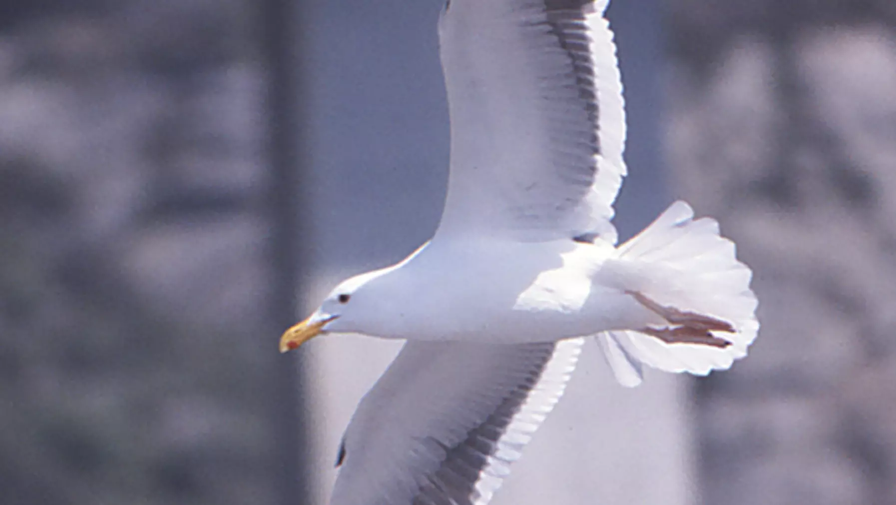 Western Gull (DP)6.jpg