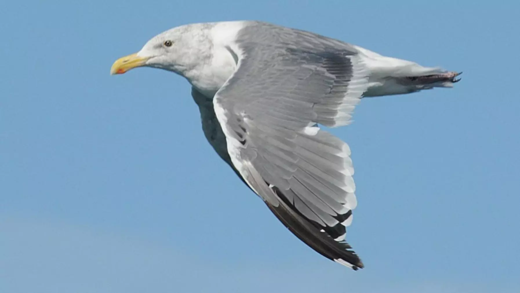 Western Gull A13901.jpg