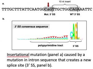 Leslie Saucedo research image