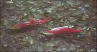 Sockeye