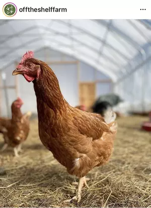 A photo of a couple of chickens in a coop on the Off the Shelf Farm Instagram account