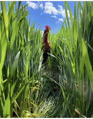 A chicken walking through foot-high grass