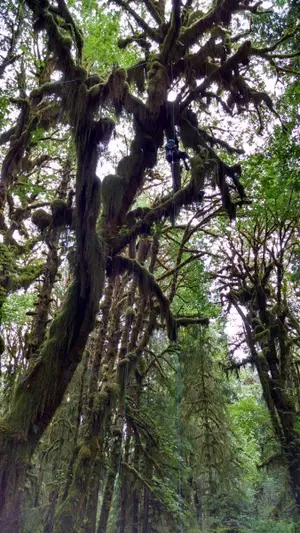 Carrie Woods conducts research in the forest canopy.