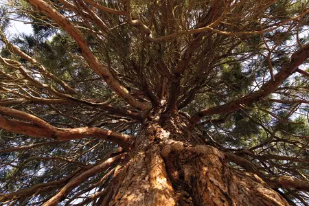 Giant sequoia on campus