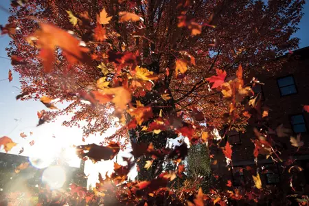 Fall leaves blowing around on campus