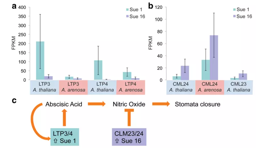 allopolyploid variation in transpiration and stomatal regulation