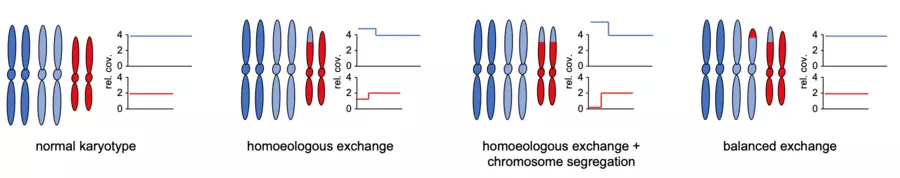 genomic changes in allohexaploid Arabidopsis population 