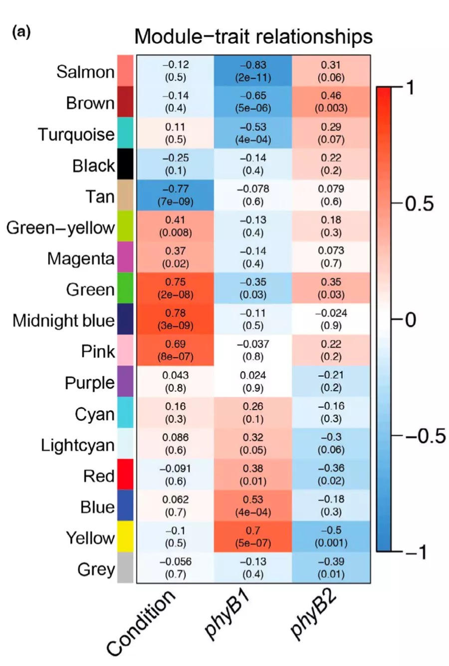 tomato PHYTOCHROME B1 and PHYTOCHROME B2 diversified